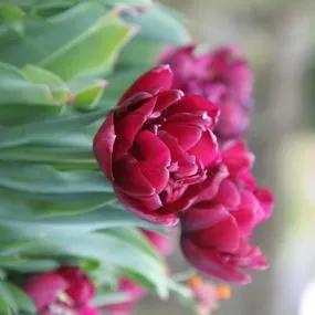 Antraciet Tulip (Tulipa Antraciet) Img 1